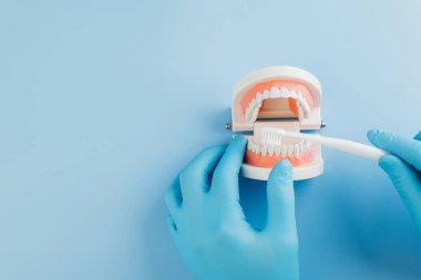 Diş Hekimi Günü, eldivenli bir dişçi diş modelini temizlemek için fırça tutar. Dişçiler, dişçilik ve ağız temizliği hakkında dünya çapında farkındalık yaratmak. Boşluğu kopyala, üst görünüm
