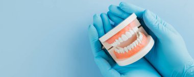 Dişçi Günü 'nde beyaz bir diş modelini tutan eldivenli bir dişçi var. Diş sağlığı, ağız bakımı ve diş ağrılarının önlenmesi konusundaki farkındalığı artırıyor. Düz yatış, Üst Görünüm