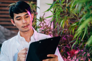 Asyalı bir adam kenevir bitkilerini kontrol ediyor. Kenevir sativa bitkisinin önünde panoya yazı yazıyor. Bilim adamı kalite kontrol marihuana araştırmacısı, bitkisel ilaç uzmanı.