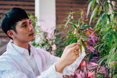 Laboratuar önlüklü Asyalı bir adam elinde kenevir sativa bitkisi yaprağı tutuyor. Doktor marihuana araştırmacısı güvenlik gözlüğü takıyor. Bitkiyi inceliyor, kenevir tarlasında çalışıyor.