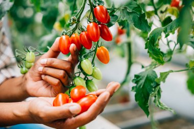 Bir serada çalışan eller kirazlı domatesleri tutuyor. Çiftçiler sulu kırmızı meyvelerle gösterilen kaliteli hasatla ilgilenirler. Güneşli bir günde doğanın bereketi ön plana çıkar.