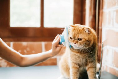 Bir kadın İskoç kedilerinin tüylerini fırçalama rutininden zevk alırken, kızıl kedi elinde rahatlık ve rahatlık bulur. Mutluluk ve özen portresi. Pat aşk rutini