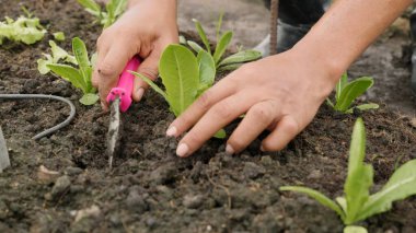 Çiftçilerin ellerini kapat sebze bahçesinde taze marul salatası tohumları ekmek, evde sebze yetiştirme kavramı.