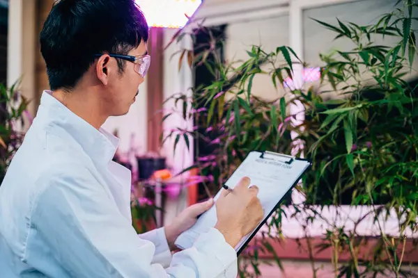 Asyalı bir adam kenevir bitkilerini kontrol ediyor. Kenevir sativa bitkisinin önünde panoya yazıyor. Güvenlik gözlüğü takan bir bilim adamı.