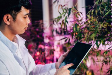 Esrar araştırmacısı Asyalı bir adam, kenevir tarlalarındaki kenevir sativa bitkilerini ve bitkisel alternatif tıbbı incelerken ve incelerken dijital tablete bakıyor.