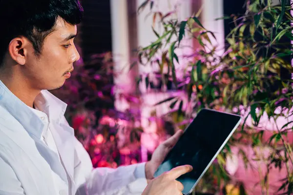 Esrar araştırmacısı Asyalı bir adam, kenevir tarlalarındaki kenevir sativa bitkilerini ve bitkisel alternatif tıbbı incelerken ve incelerken dijital tablete bakıyor.