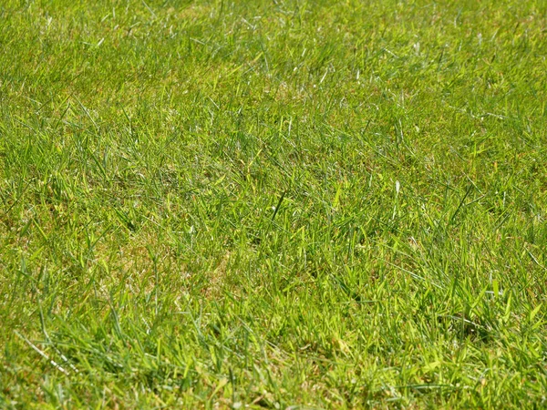 緑の芝生の背景 夏の芝生 フィールドの近景 ロイヤリティフリーのストック画像
