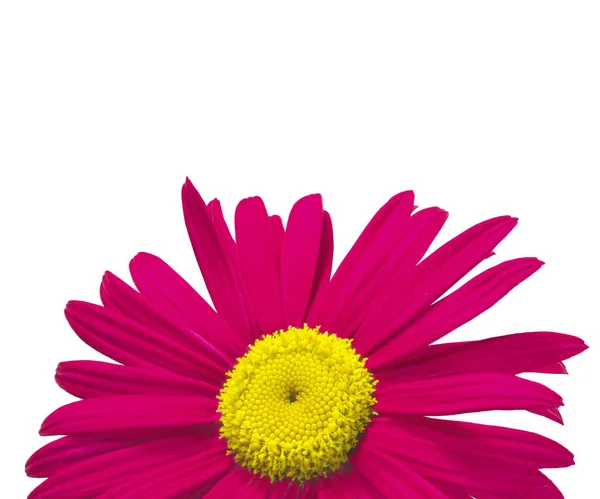 Beyaz Arkaplanda Izole Edilmiş Renkli Çiçekler Çiçekler Kesiliyor — Stok fotoğraf