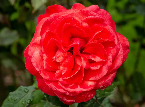 Fond Rose Rouge Fleurs Papier Peint Vue Rapprochée — Photo