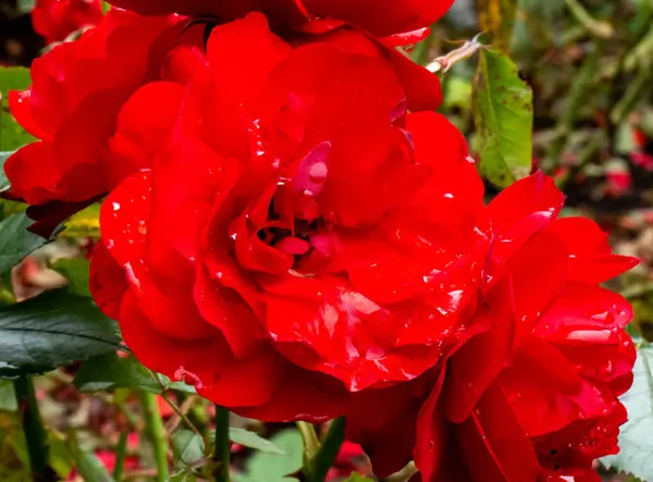 红玫瑰背景 花卉近景壁纸 — 图库照片