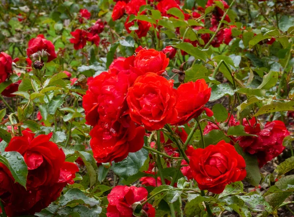 Red roses background. Flowers close view wallpaper