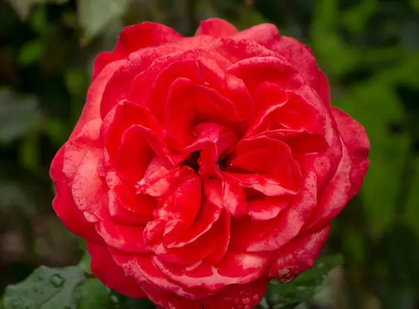 Fond Rose Rouge Fleurs Papier Peint Vue Rapprochée — Photo