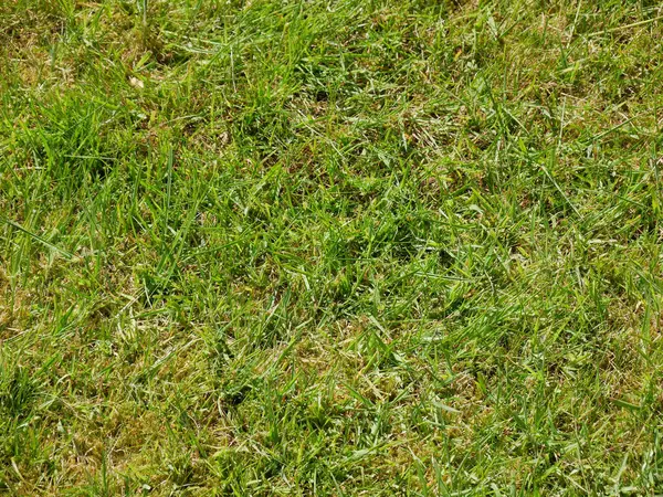 Green Grass Background Summer Lawn Field Close View — Stock Photo, Image