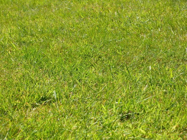 緑の芝生の背景 夏の芝生 フィールドの近景 ストック写真