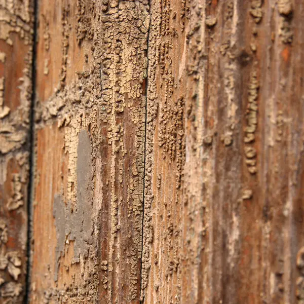 木製のテクスチャ 温かみのある色調 クローズ アップ マクロの表示です 木材の腐食パターン — ストック写真