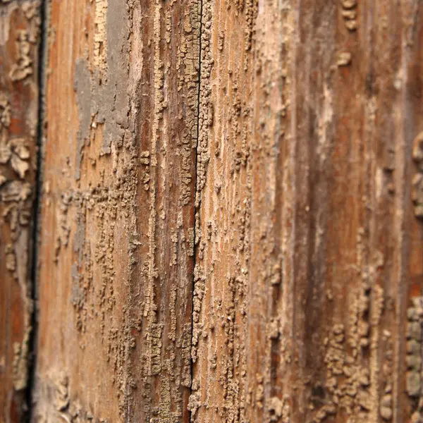 自然な木の風合いのクローズ アップ ビュー 腐食木のパターン — ストック写真