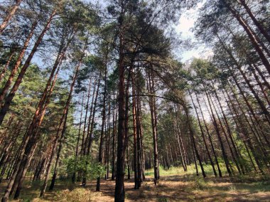 Yeşil orman geçmişi. Doğa ve güneş duvar kağıtlarını aydınlatıyor. Çevre fotoğrafçılığı