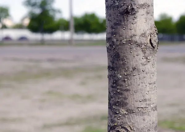 Ağaç Gövdesi Yakın Görüş Doğal Bitki — Stok fotoğraf