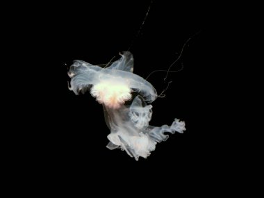 Güzel pembe denizanası görünümü siyah arka planda izole edilmiş, deniz fotoğrafçılığı, deniz doğası güzel yaratıklar, medusa
