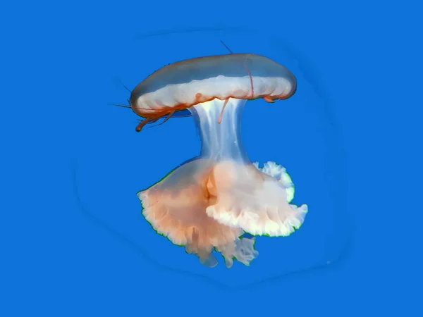 Большой Розовый Вид Медузы Макро Изолированные Твердом Фоне Морская Фотография — стоковое фото