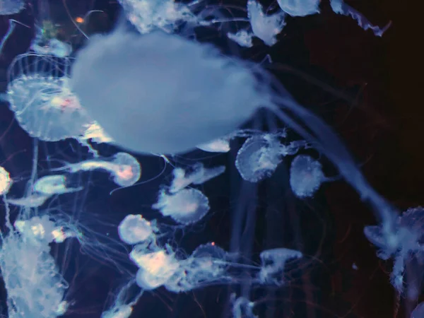 Medusa Blu Macro Vista Offuscata Sfondo Astratto Fotografia Marina Mare — Foto Stock