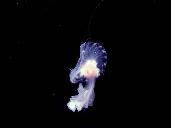 Güzel Pembe Denizanası Görünümü Siyah Arka Planda Izole Edilmiş Deniz — Stok fotoğraf