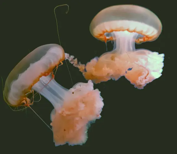 Piękny Różowy Meduza Makro Widok Izolowany Tle Błękitnej Wody Fotografia — Zdjęcie stockowe