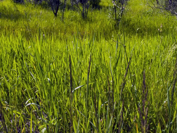 Groene Zomer Gras Abstracte Natuurlijke Achtergrondfoto — Stockfoto