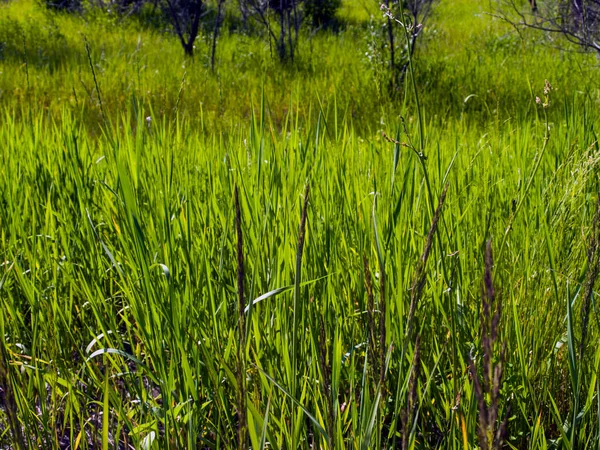 Grünes Sommergras Abstrakter Natürlicher Hintergrund Foto — Stockfoto