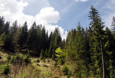 Orman dağlarda yaz tatil yerleri