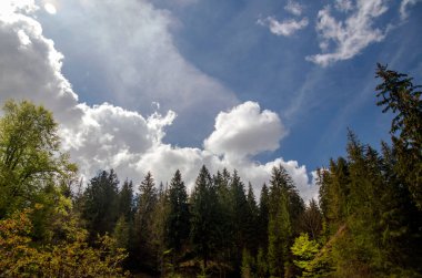 Yeşil dağ orman kabarık bulutlar ile harika gökyüzünün altında yaz güneşin ışınları