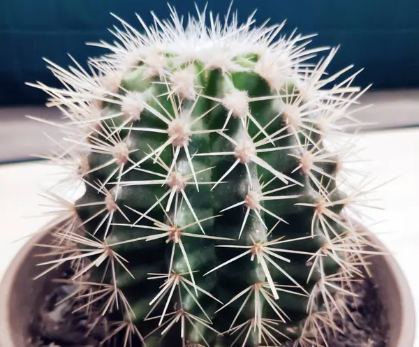 Kaktuspflanze Natürlicher Hintergrund Kaktus Foto Schließen Ansicht — Stockfoto