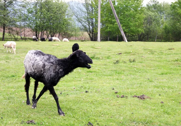 Chèvre Noire Marchant Dans Une Ferme Chèvre Bavarde — Photo