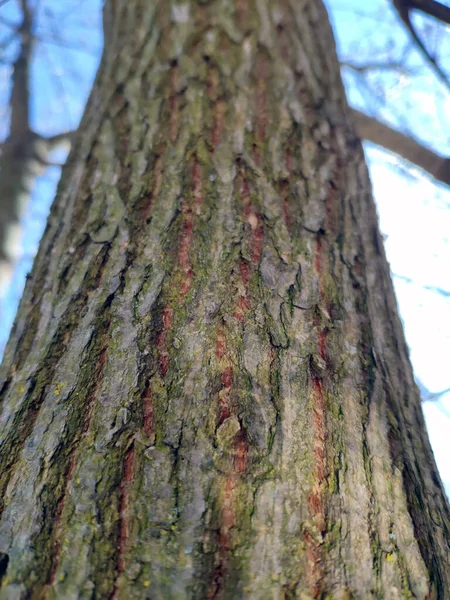 Padrão Casca Vista Próxima Fundo Natural Floresta Textura Árvore Velha — Fotografia de Stock