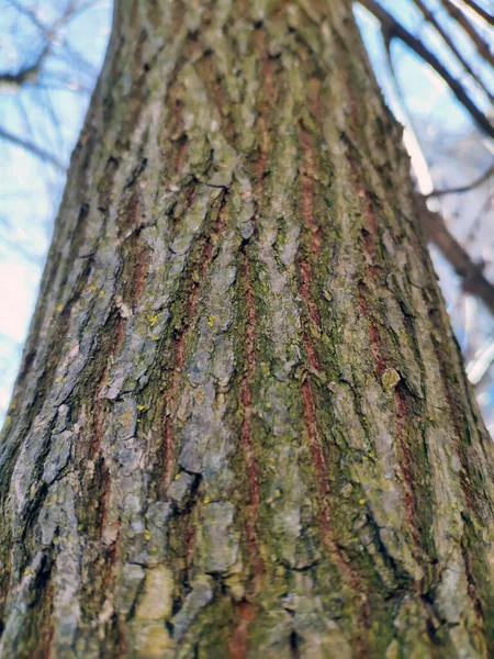 Kabuk Deseni Yakın Görüş Doğal Orman Arka Planı Eski Ağaç — Stok fotoğraf