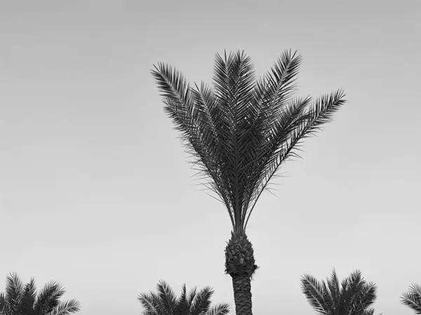 Palm trees silhouettes at the Egypt hotel