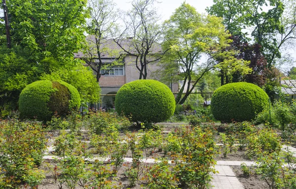 Three round shaped green bushes in a botanical garden