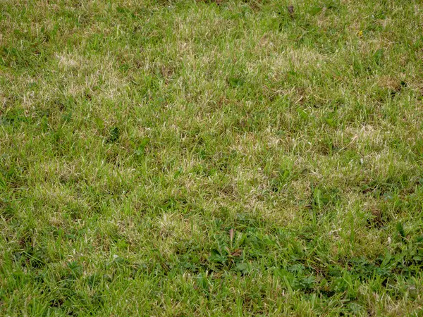Fresh green grass background, close view macro photo with blurred edges. Natural grass background wallpaper