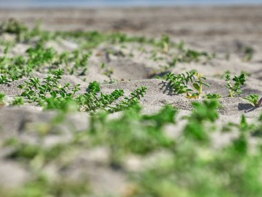 Deniz kenarı geçmişi. Çimlere yakın görünüm makro fotoğraf, kum ve deniz, tatil duvar kağıdı