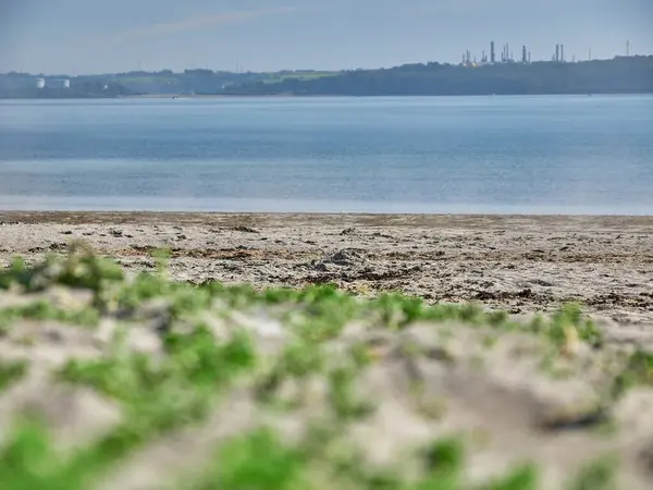 Stock image Seaside background. Grass close view macro photo, sand and sea, vacation wallpaper