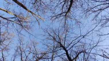 Güneşli orman, 4k video geçmişi