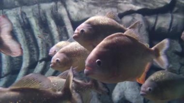 Piranha balığı yakın görüş, su altında doğal yırtıcı 4K video arkaplanı