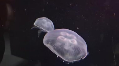 Akvaryumdaki denizanası, deniz ya da okyanus, yavaş çekim görüntüleri.