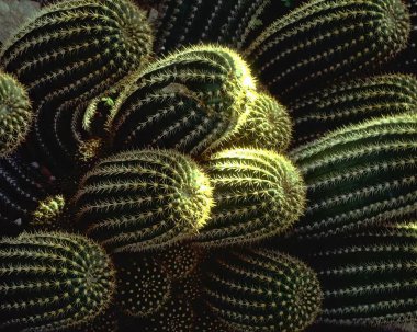 Cactus plant close view background. Green wild cactuses clipart