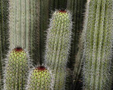 Cactus plant close view background. Green wild cactuses clipart