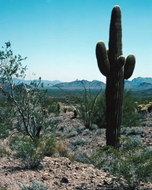 Cactus plant close view background. Green wild cactuses clipart