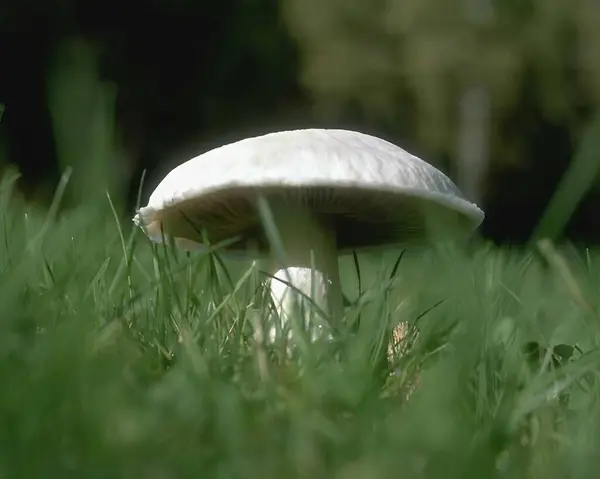 stock image Mushrooms in the forest close view background