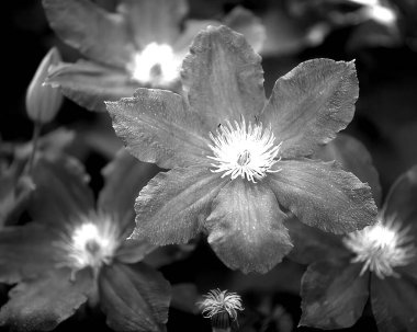 Çiçekler yakın görünüm, bahçedeki doğal bitkiler siyah beyaz fotoğraf arkaplanı