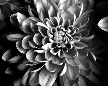 Çiçekler yakın görünüm, doğal bitkiler siyah beyaz fotoğraf arkaplanı
