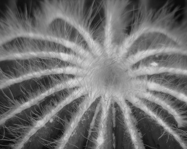 Cactus plant close view background. Black and white photo of wild cactuses clipart